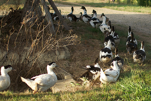 canards500