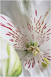 fleur-003-270