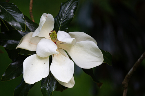 Magnolias