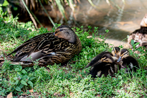 Parc canards-1